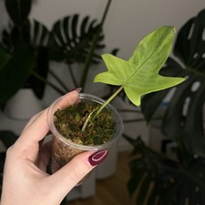 Philodendron Florida Ghost