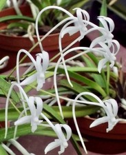 Neofinetia species white - neofinetia,