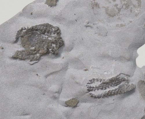 Seestern devonaster - seestern,,