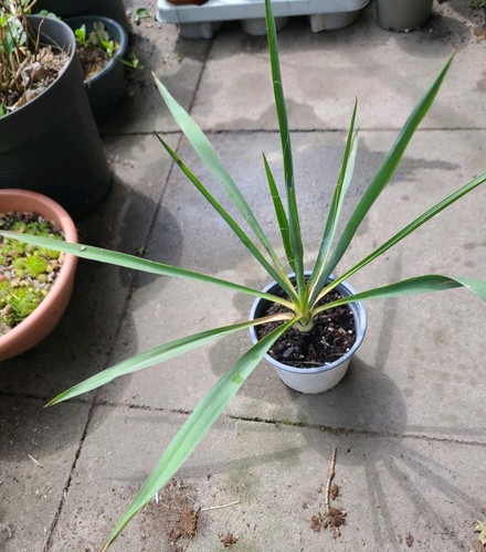 Yucca topf palmlilie - yucca,
