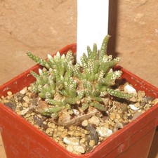 Avonia quinaria EB-OT235-T4