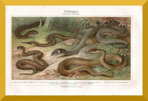 Einheimische schlangen 130 - einheimische, schlangen+130