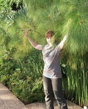 Papyrus Bambus Pflanze für die Wohnung drinnen Zimmerpflanze gross pflegeleicht