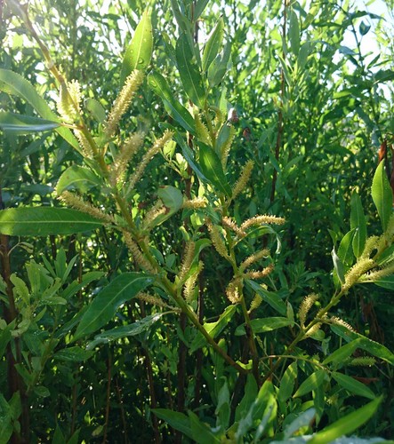 Bienenweide immerblühende