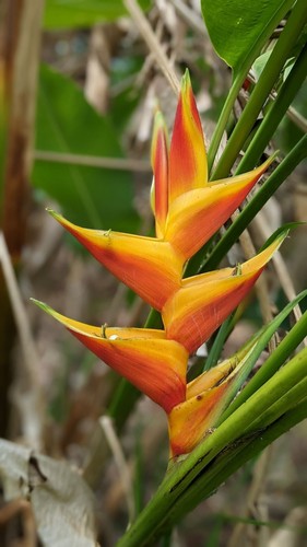 989 goldene heliconia - cr,