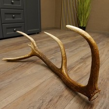 Rothirsch Stange 12 ender