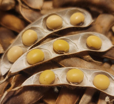 Soja Sojabohne Edamame 'Funke'