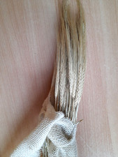 Bündel Gerste, Getreidebündel, 70cm, Top Zustand