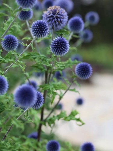 Samen blaue kugeldistel - 20,