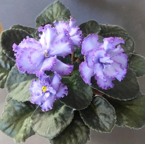 African violet saintpaulia - saintpaulia, /