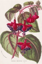 Fuchsia solferino fuchsia