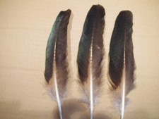 3 schwarz-bunte  Pfauenfedern  20 - 22 cm , Basteln, Floristik