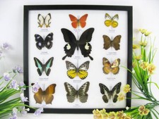 12 echte Zuchtschmetterlinge