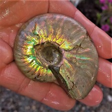 Orig. Perlmuttschale