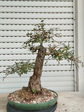 Bonsai Crataegus