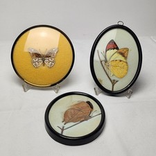 Schmetterlingspräparate