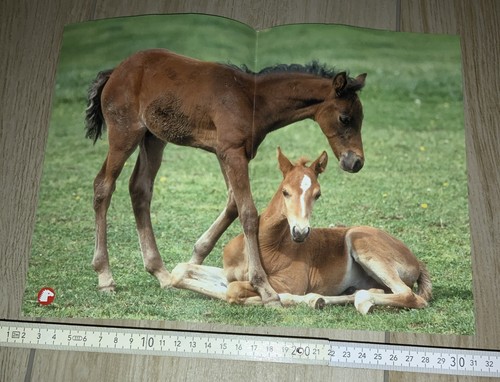 Kleines pferdeposter vom - kleines,