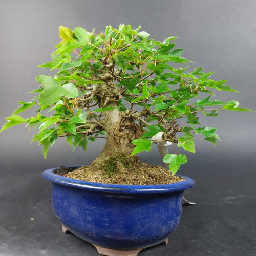Bonsai dreispitzahorn acer - -,