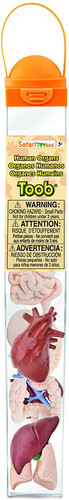 Toob s689304 menschliche - toob,