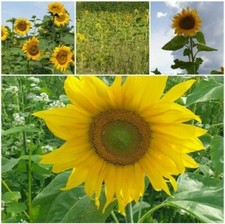 Sonnenblumen Samen Helianthus annulus Vogelfutter Garten Blumenwiese