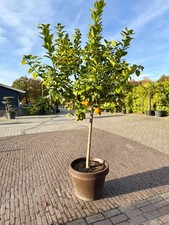 Zitrusbaum - Orangenbaum XXL