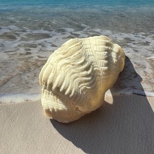  Tridacna, Muschel, L 80  mm