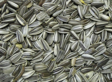 30kg Sonnenblumenkerne