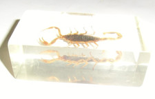 Echter Skorpion im Glasblock