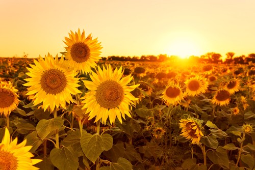 Wandbild sonnenblumenfeld bei - wandbild:,