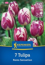 Kiepenkerl Triumph-Tulpe Rems Sensation 7 Zwiebeln Tulpen Blumenzwiebeln Herbst
