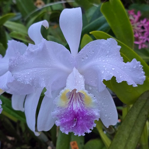 Cattleya lueddemanniana