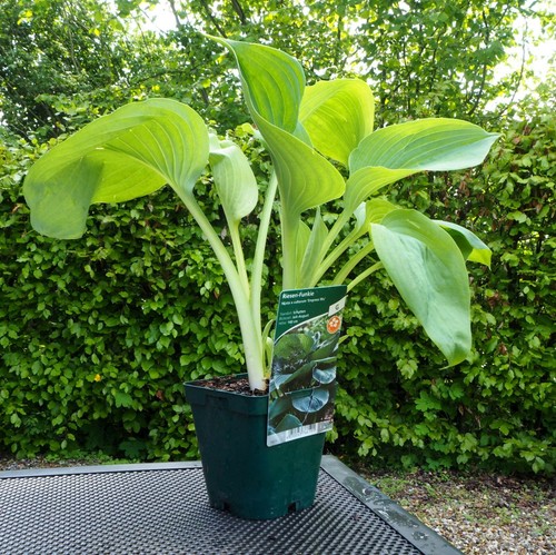 Riesenfunkie funkie hosta - riesenfunkie,