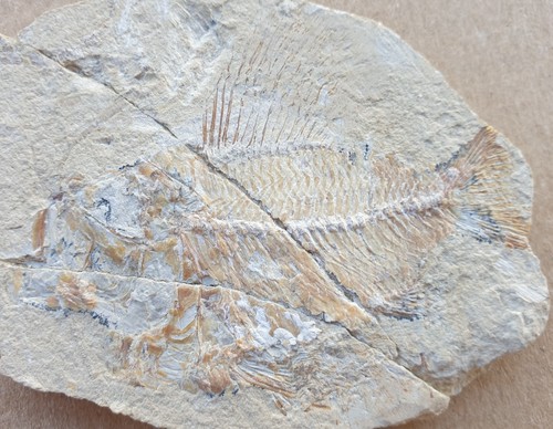 Ctenothrissa seltener - -,