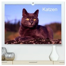 Katzen (hochwertiger Premium