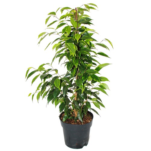 Exotenherz ficus benjamini - ficus,
