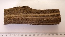 Geweihreste zum Basteln