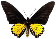 TROIDES HELENA CERBERUS MALE FROM MALAYSIA