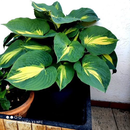 Hosta funkie herzblattlilie - hosta,