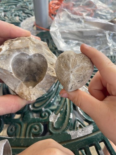 Fossil echinoid echinocorys - echinoid,