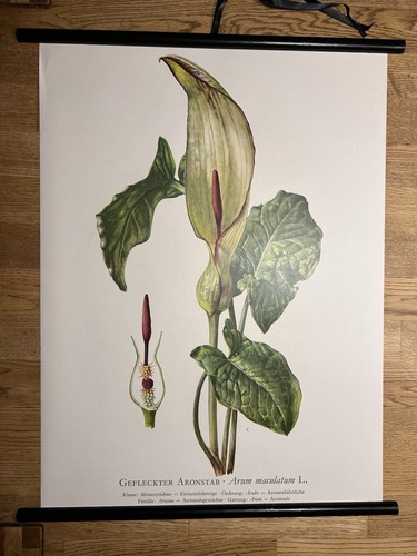 Aronstab kraut wald blume - wald,