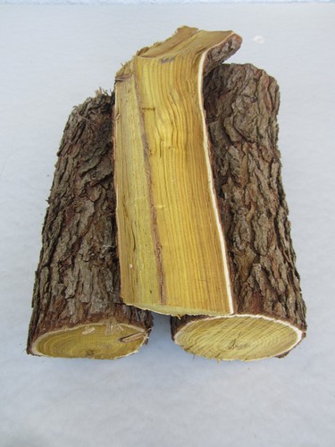 Osagedorn holz gelbholz - holz,