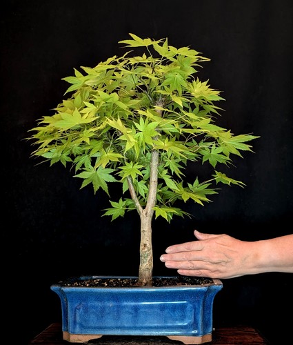 Bonsai fächerahorn acer - bonsai,