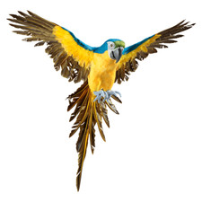 Deko papagei fake vogel - deko-papagei,
