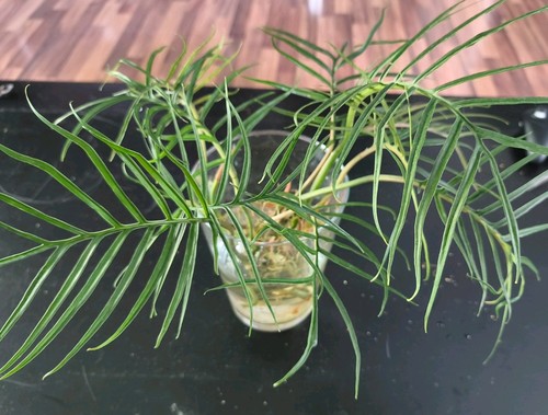 Philodendron polypodioides - philodendron,