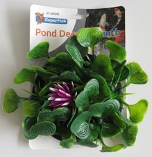 schwimmende Hyazinthe -