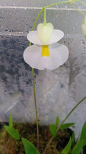 Utricularia alpina -
