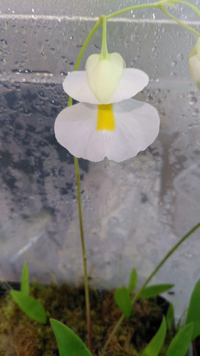 Utricularia alpina - ,