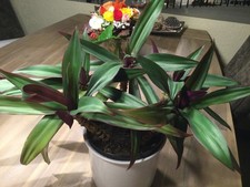 1 x Ableger Energiepflanze