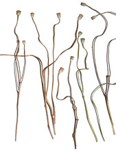 Mohnkapseln mit besonderem Wuchs! 100 St. Ideal für Kunstobjekte-Ikebana-Kreativ