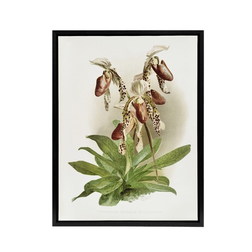 Frederick sander cypripedium - frederick,